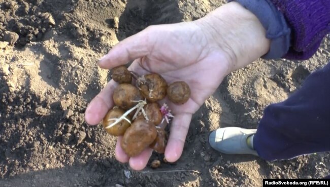 Місцева пенсіонерка саджає картоплю на своєму городі